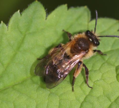 Réf. 321 725 : Andrena sp.